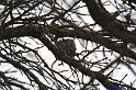 Blue-gray Gnatcatcher Nest
